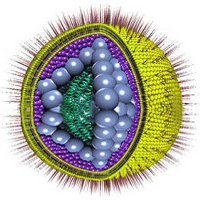 Herpes Basics