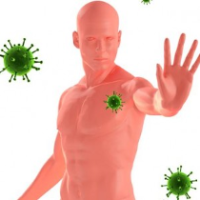 Herpes and the Immune System